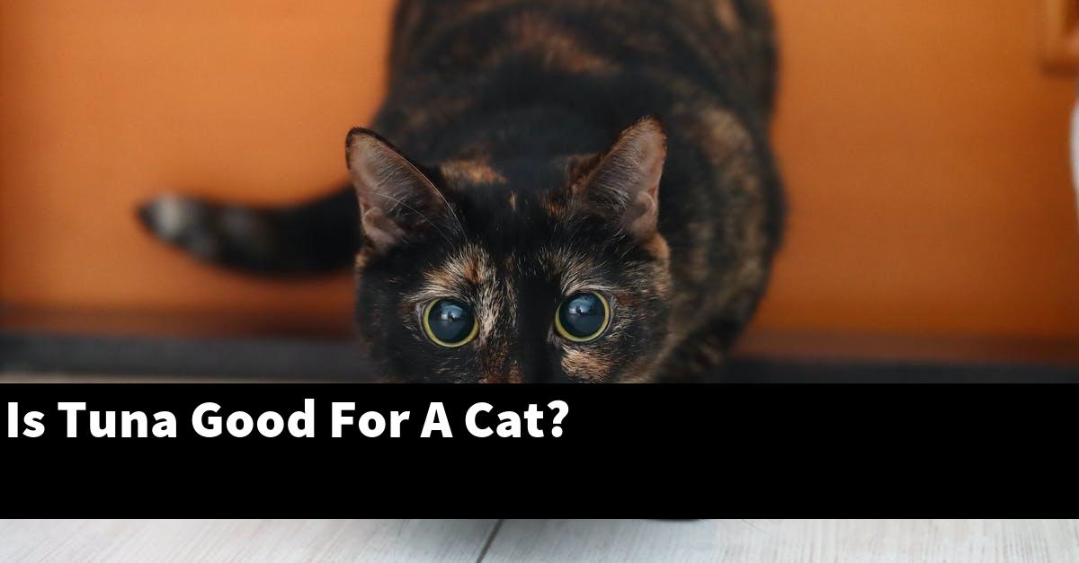 Is Tuna Good For A Cat?