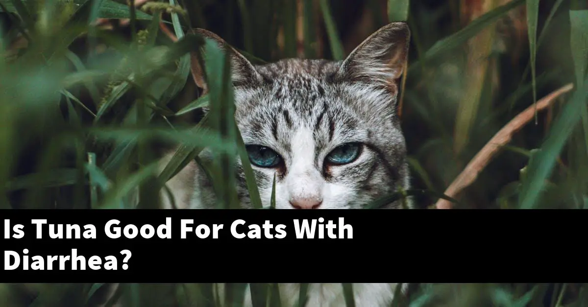 Is Tuna Good For Cats With Diarrhea?