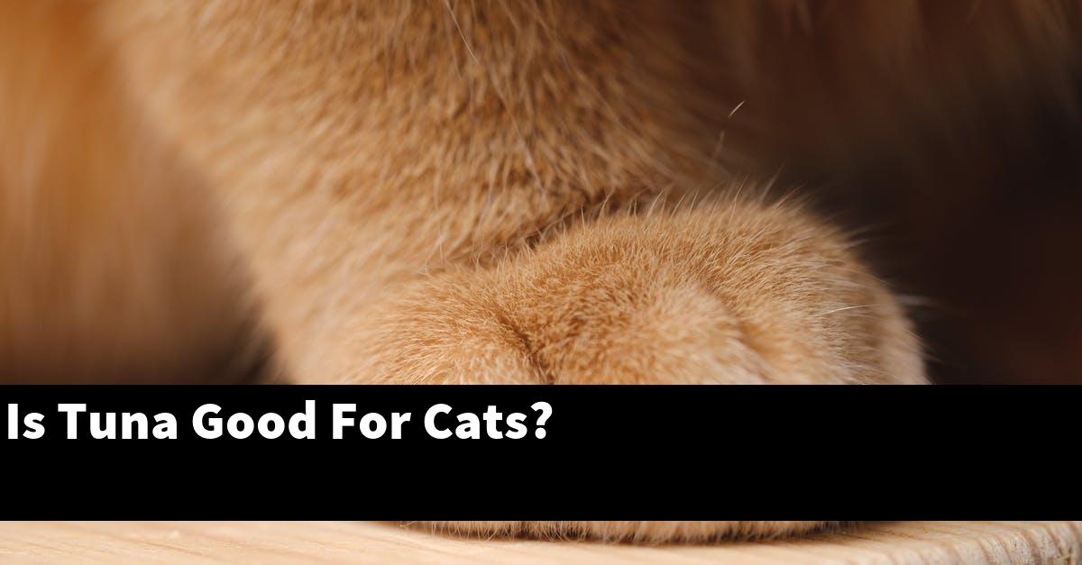 Is Tuna Good For Cats?