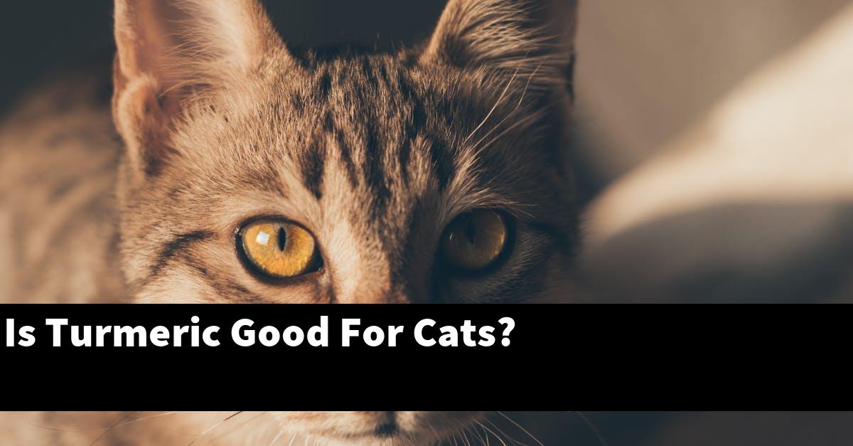 Is Turmeric Good For Cats?