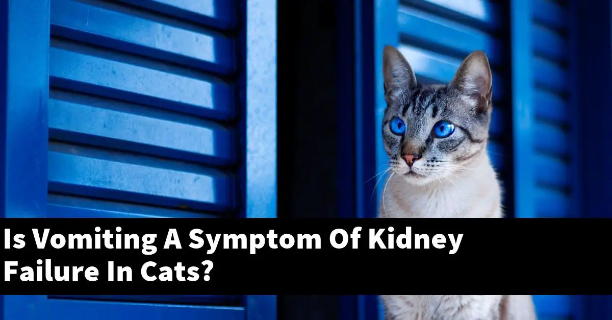 Is Vomiting A Symptom Of Kidney Failure In Cats?