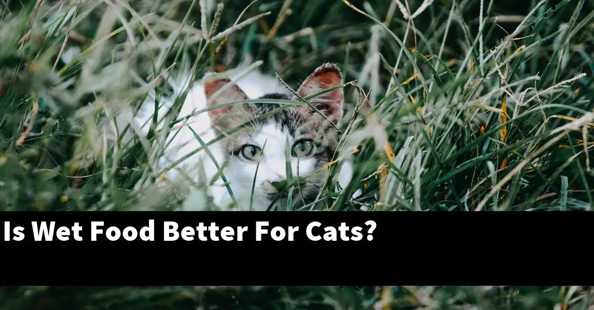 Is Wet Food Better For Cats?