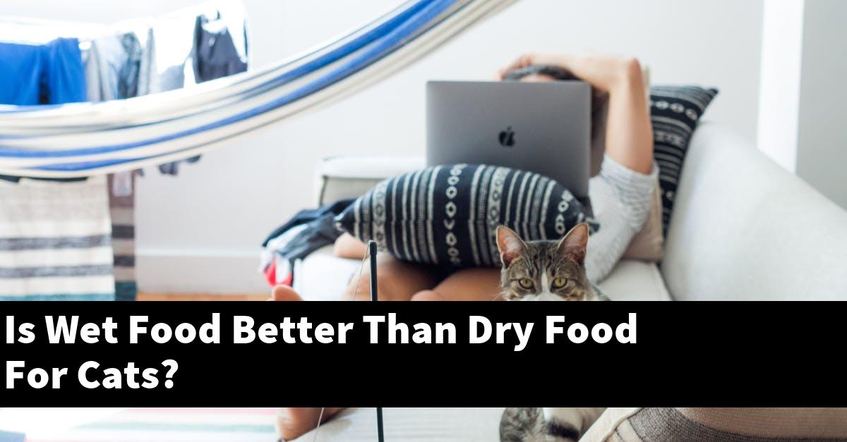 Is Wet Food Better Than Dry Food For Cats?