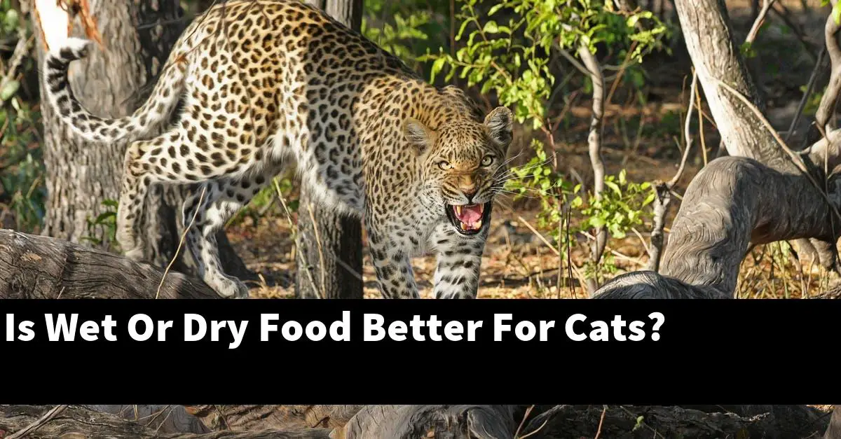 Is Wet Or Dry Food Better For Cats?