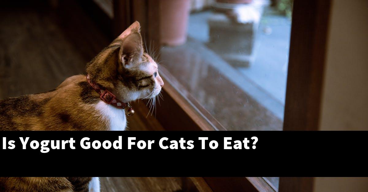 Is Yogurt Good For Cats To Eat?