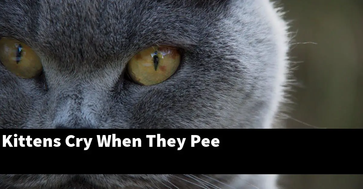 Kittens Cry When They Pee