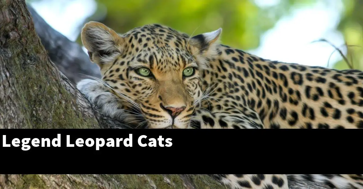 Legend Leopard Cats