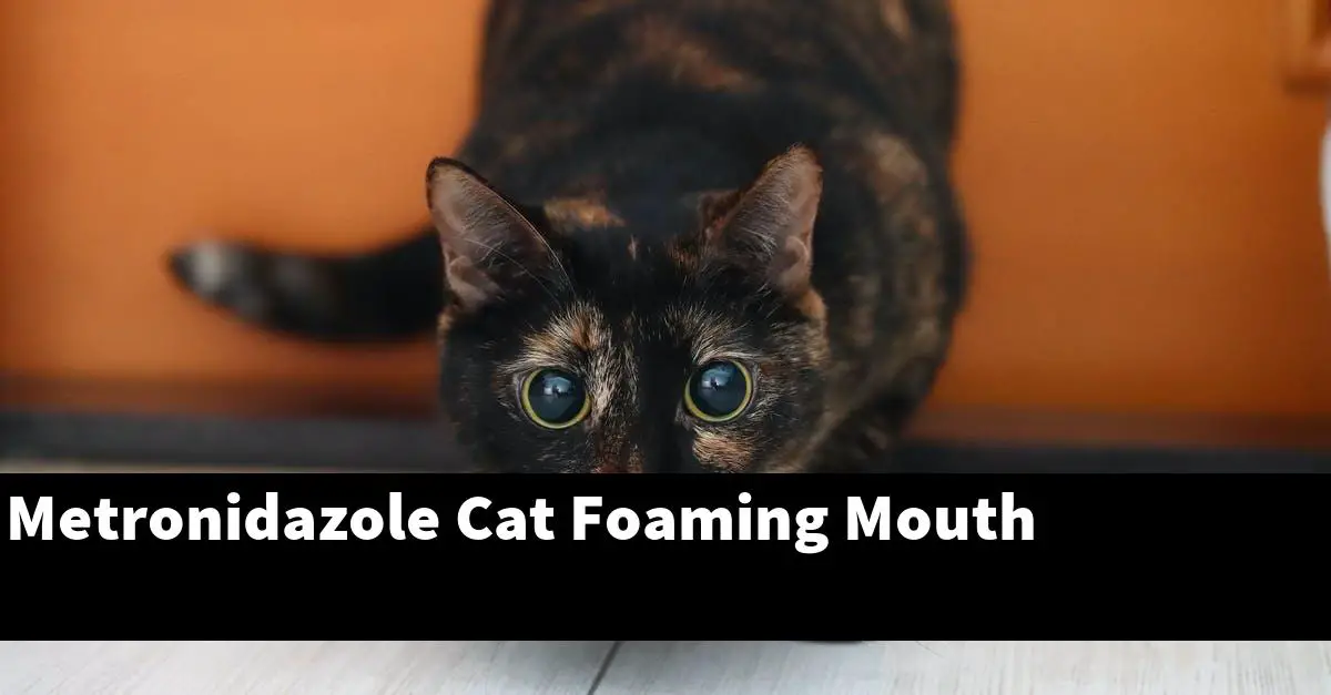 Metronidazole Cat Foaming Mouth