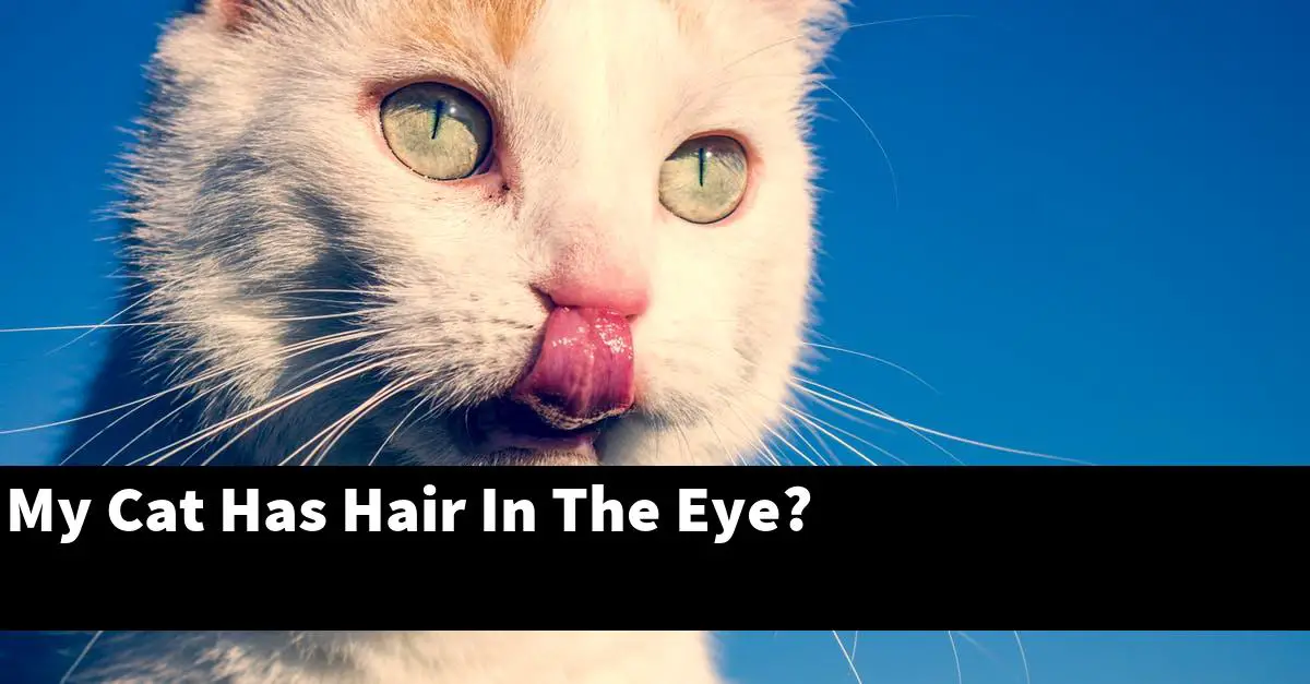 My Cat Has Hair In The Eye?