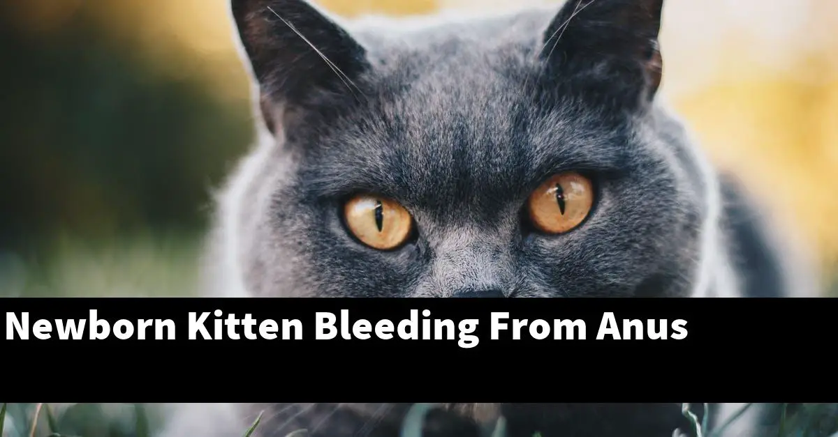Newborn Kitten Bleeding From Anus