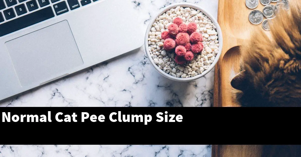 Normal Cat Pee Clump Size