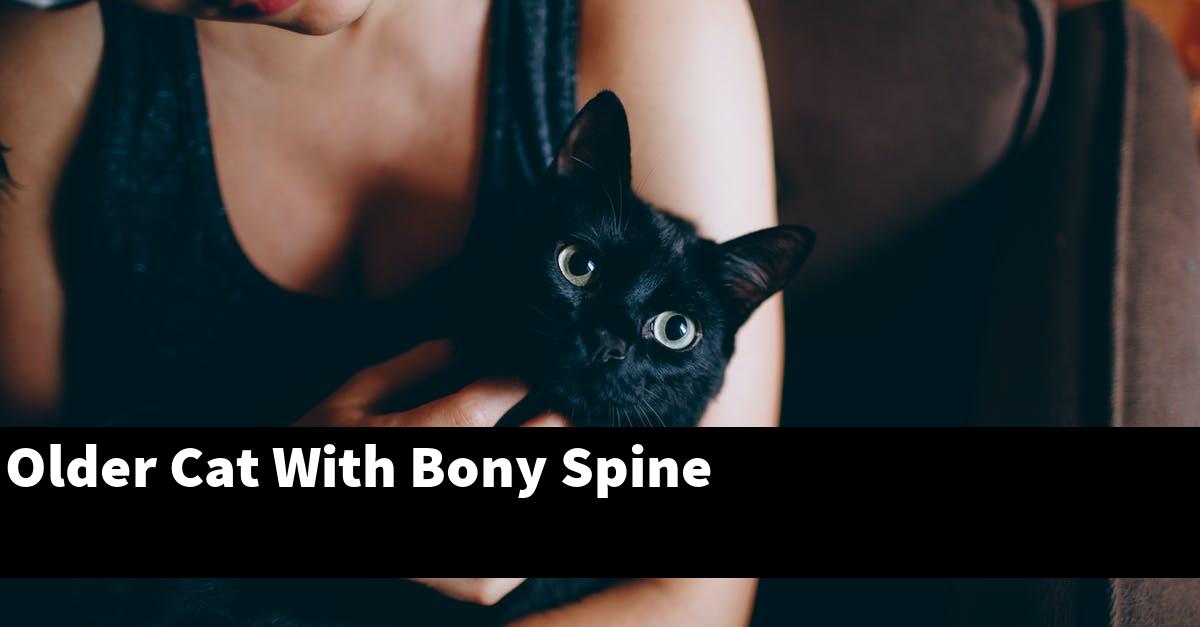 Older Cat With Bony Spine