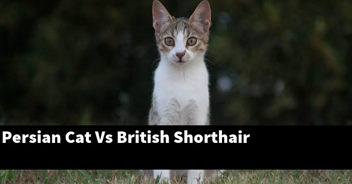 Persian Cat Vs British Shorthair
