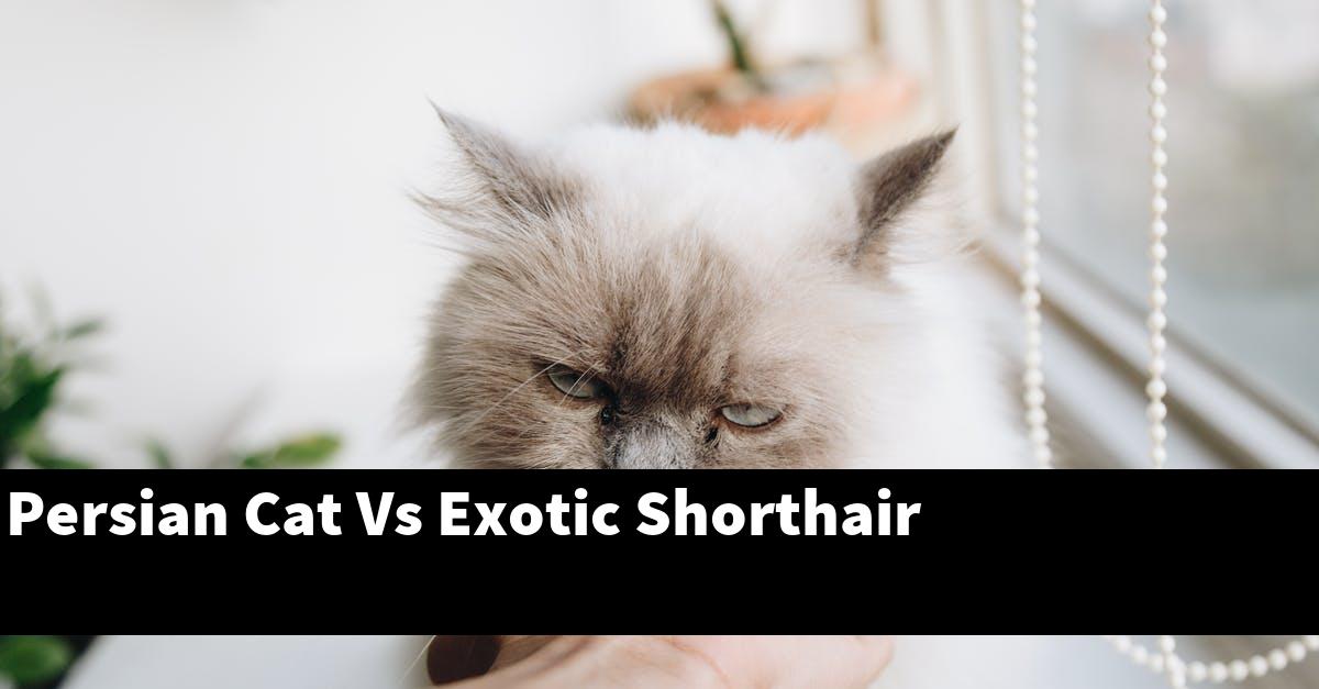 Persian Cat Vs Exotic Shorthair