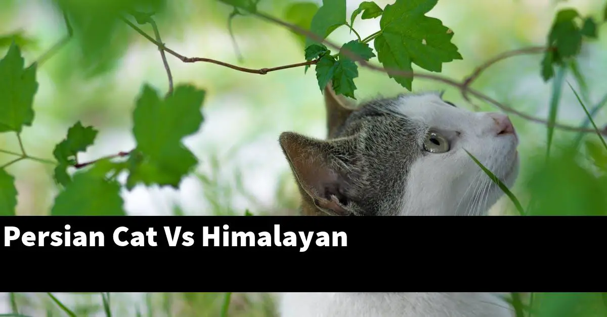 Persian Cat Vs Himalayan