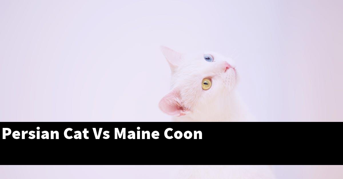 Persian Cat Vs Maine Coon