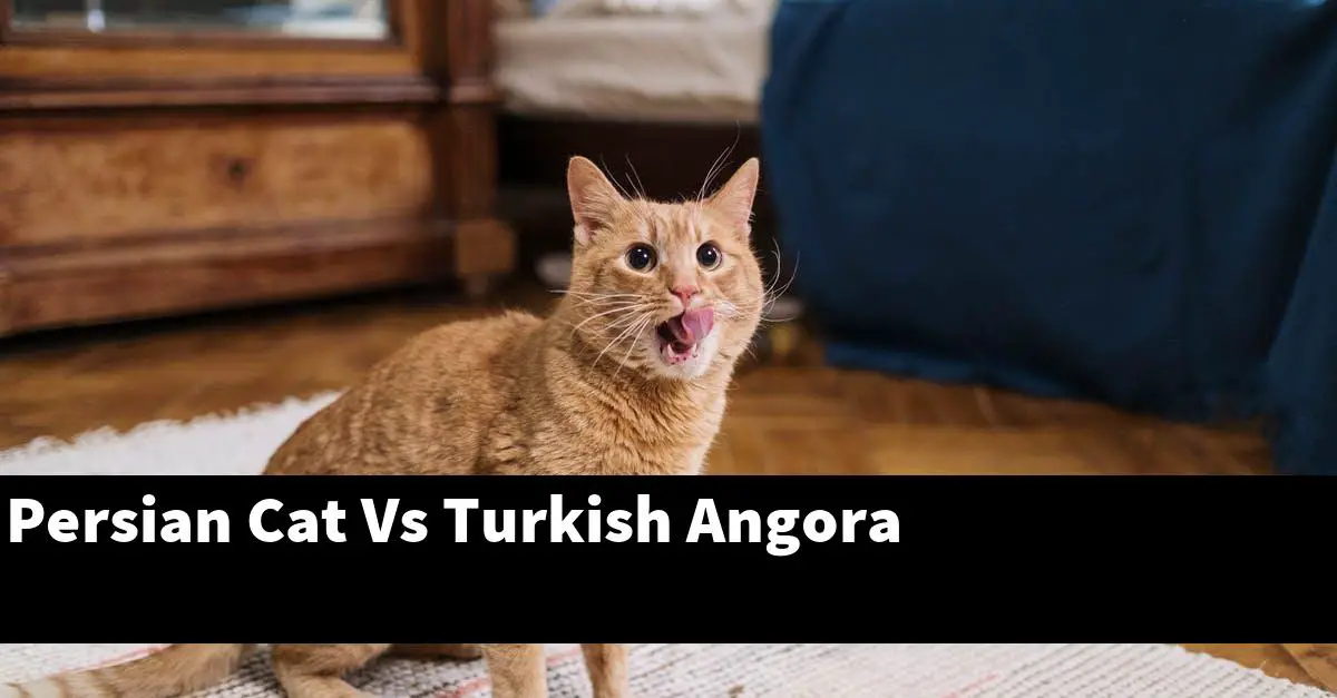 Persian Cat Vs Turkish Angora