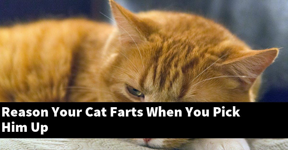 Reason Your Cat Farts When You Pick Him Up