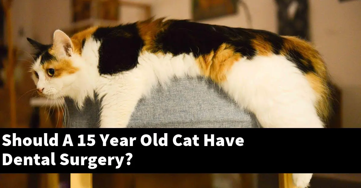 Should A 15 Year Old Cat Have Dental Surgery?