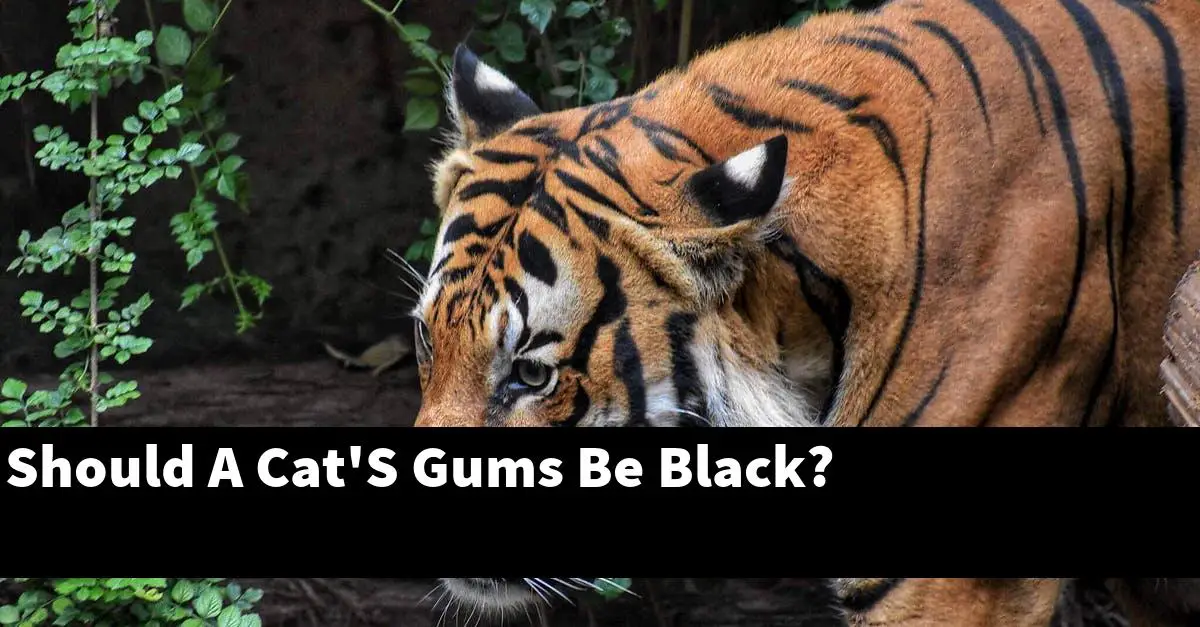 Should A Cat'S Gums Be Black?