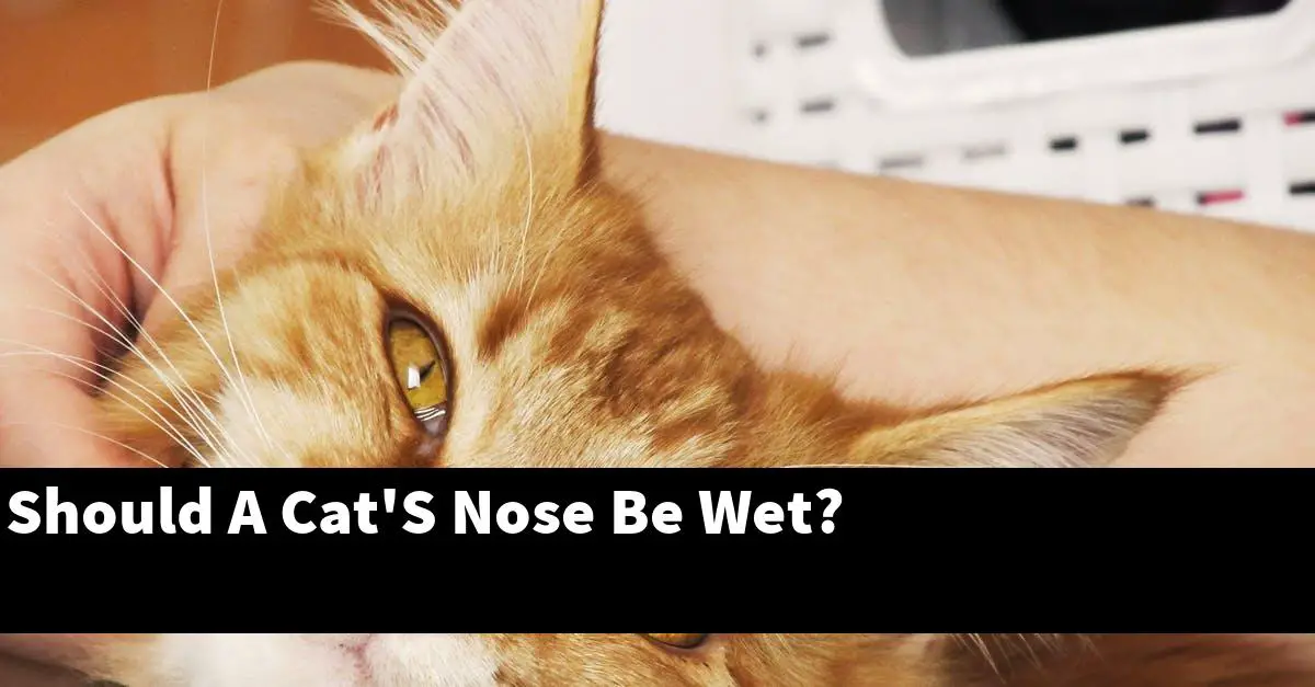 Should A Cat'S Nose Be Wet?