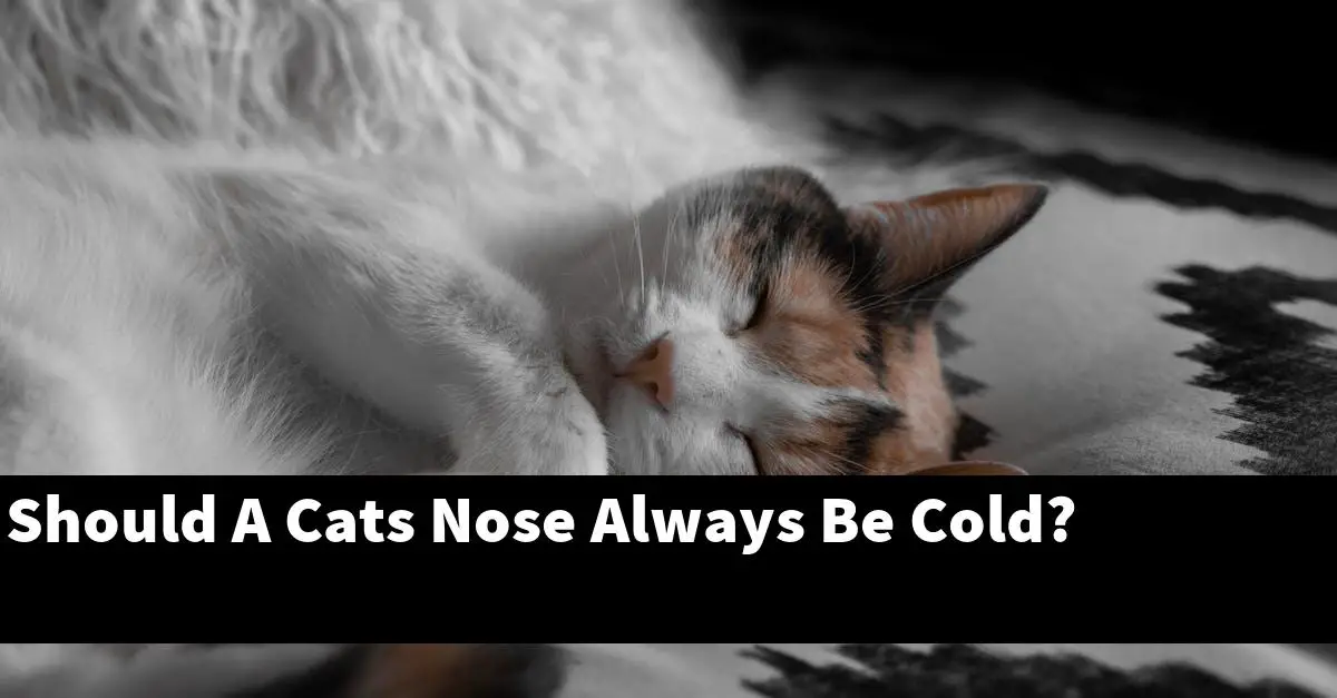 Should A Cats Nose Always Be Cold?