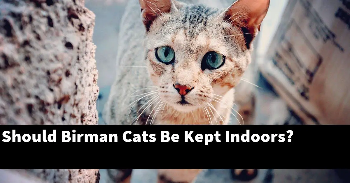 Should Birman Cats Be Kept Indoors?