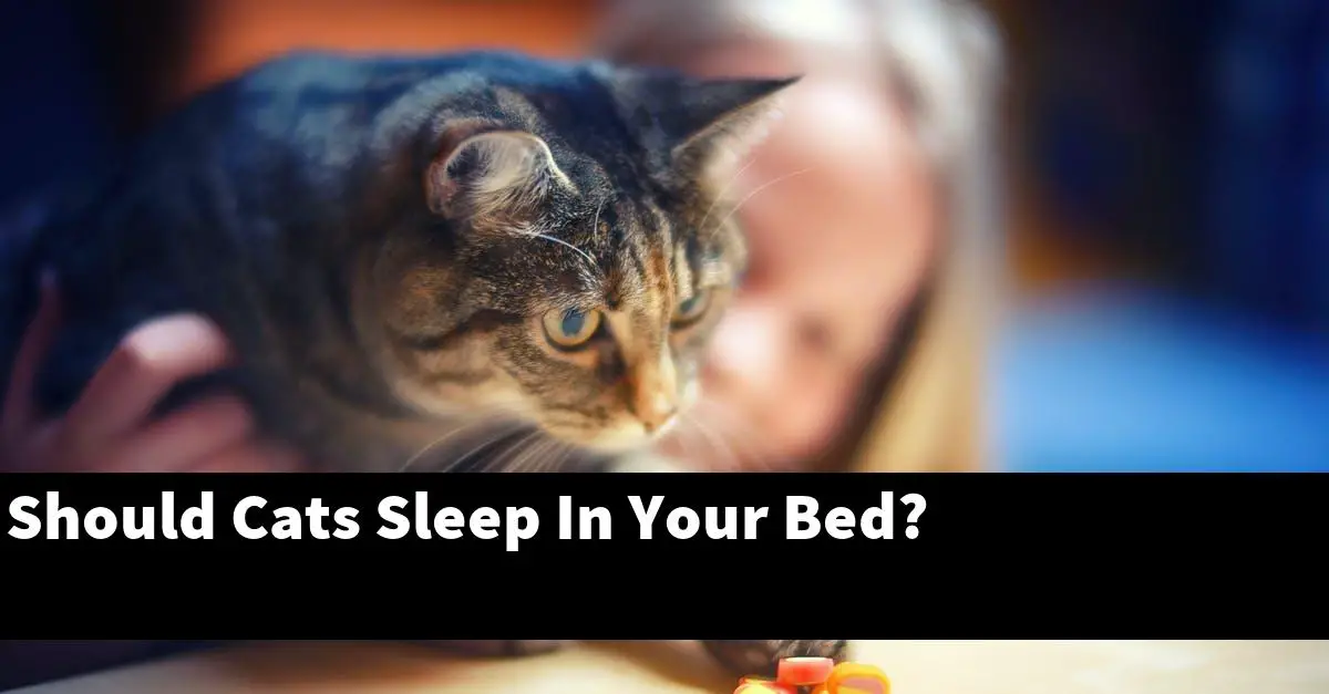 Should Cats Sleep In Your Bed?