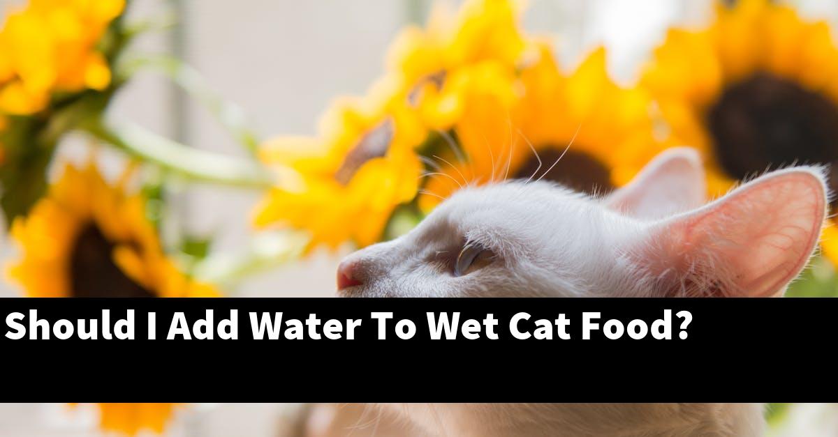 Should I Add Water To Wet Cat Food?