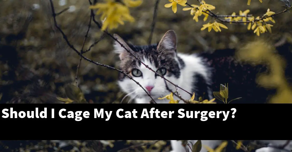 Should I Cage My Cat After Surgery?