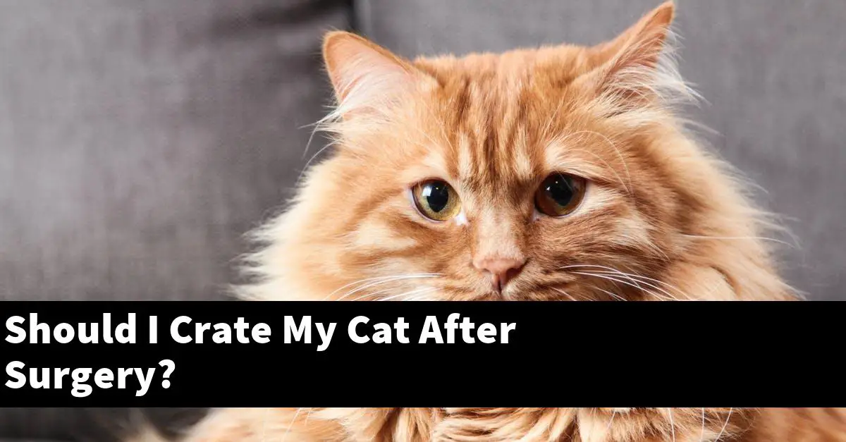 Should I Crate My Cat After Surgery?