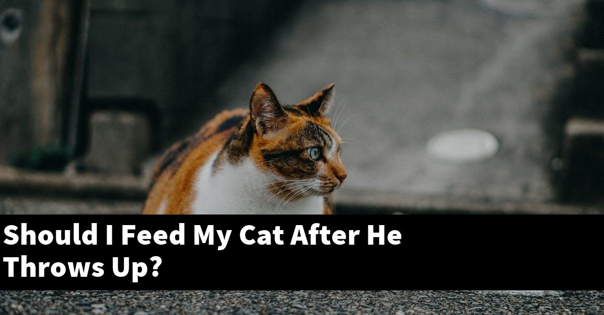 Should I Feed My Cat After He Throws Up?