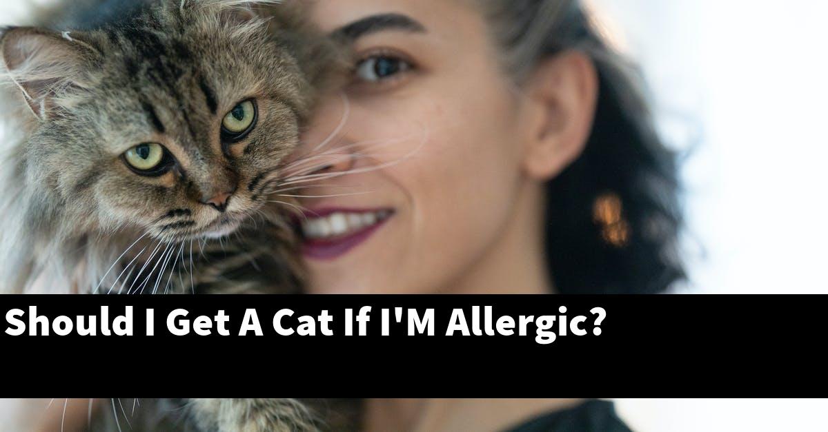 Should I Get A Cat If I'M Allergic?