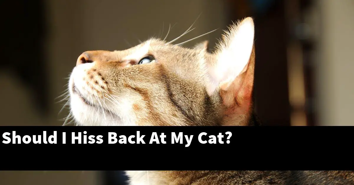 Should I Hiss Back At My Cat?