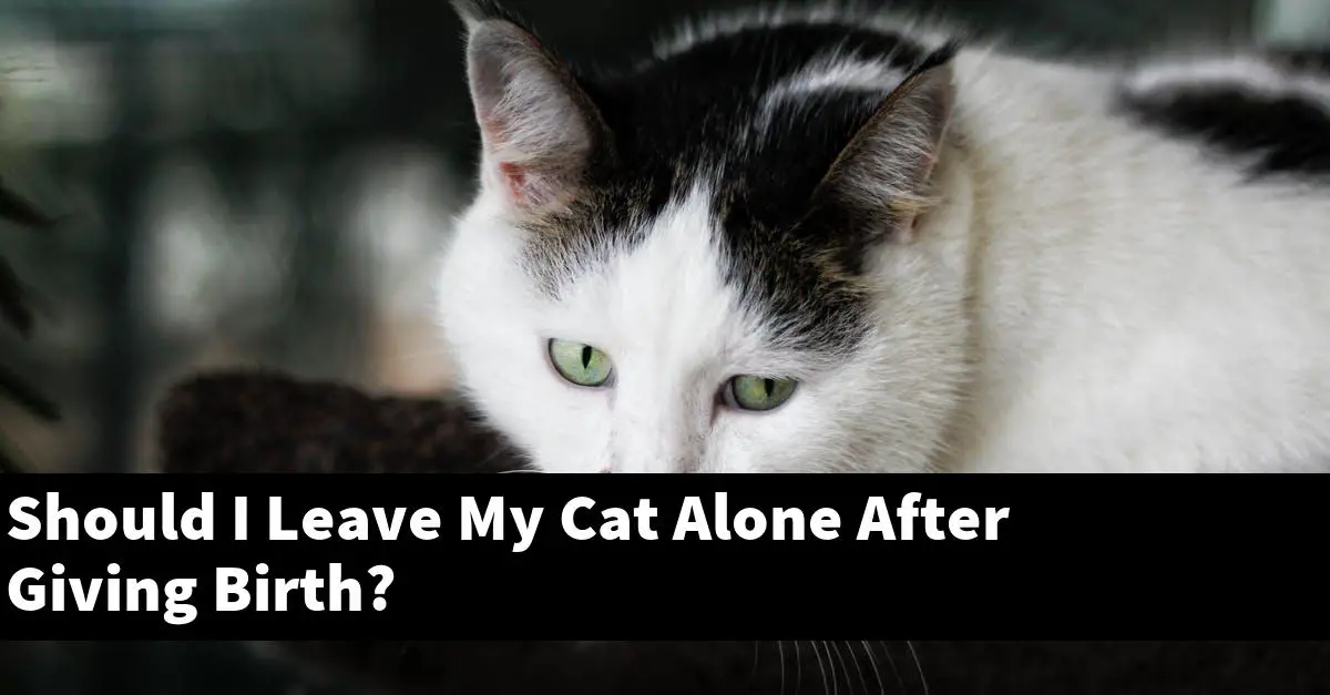 Should I Leave My Cat Alone After Giving Birth?