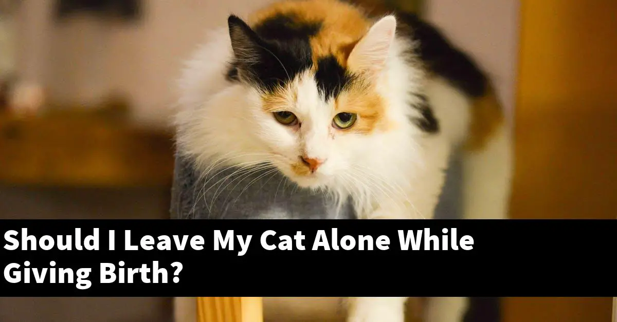 Should I Leave My Cat Alone While Giving Birth?