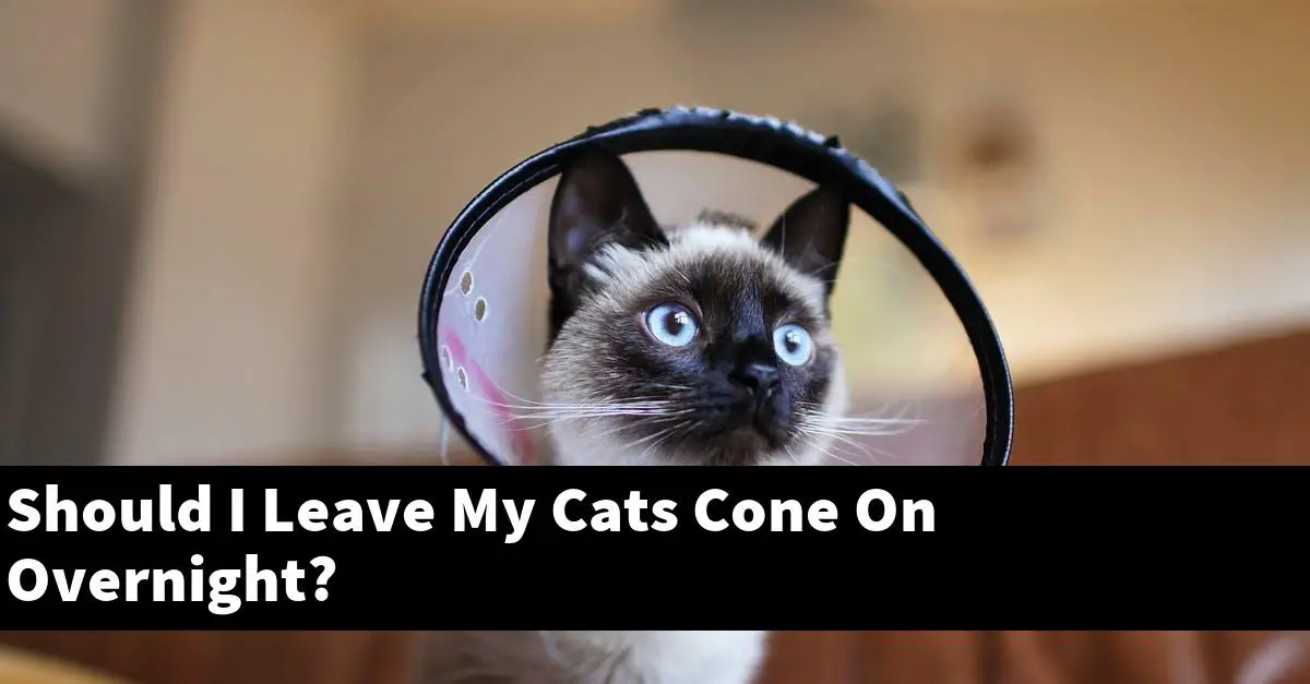 Should I Leave My Cats Cone On Overnight?