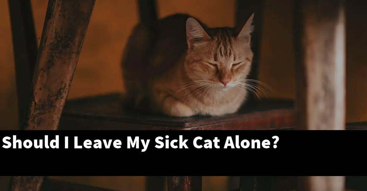Should I Leave My Sick Cat Alone?