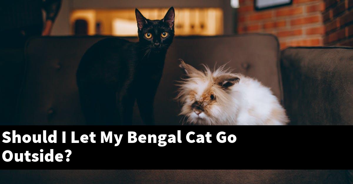 Should I Let My Bengal Cat Go Outside?