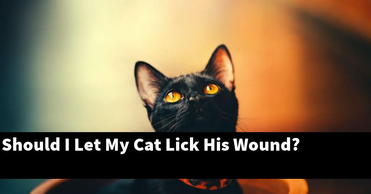 Should I Let My Cat Lick His Wound?
