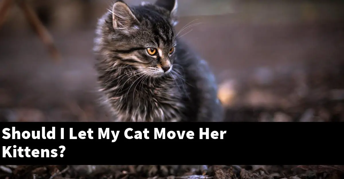 Should I Let My Cat Move Her Kittens?
