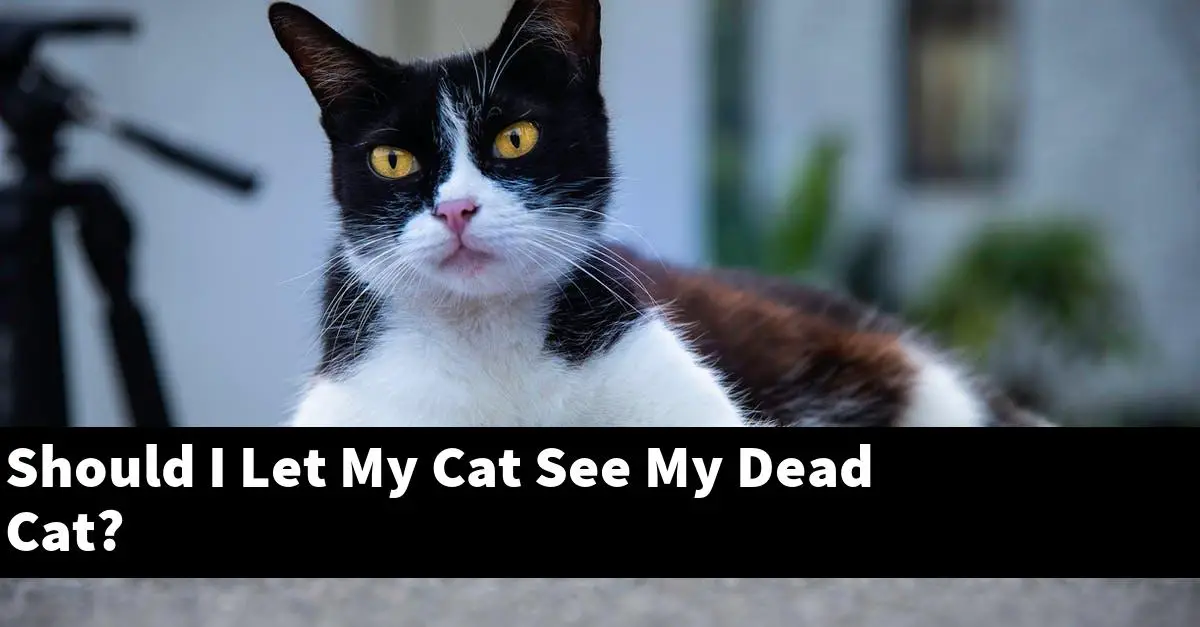 Should I Let My Cat See My Dead Cat?