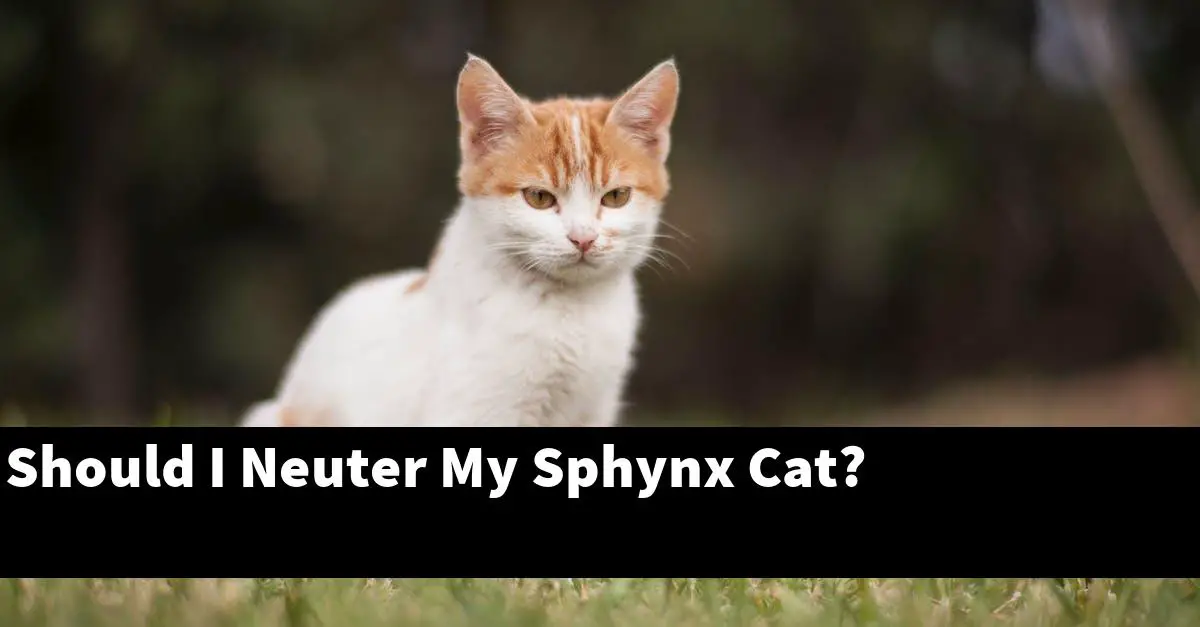 Should I Neuter My Sphynx Cat?