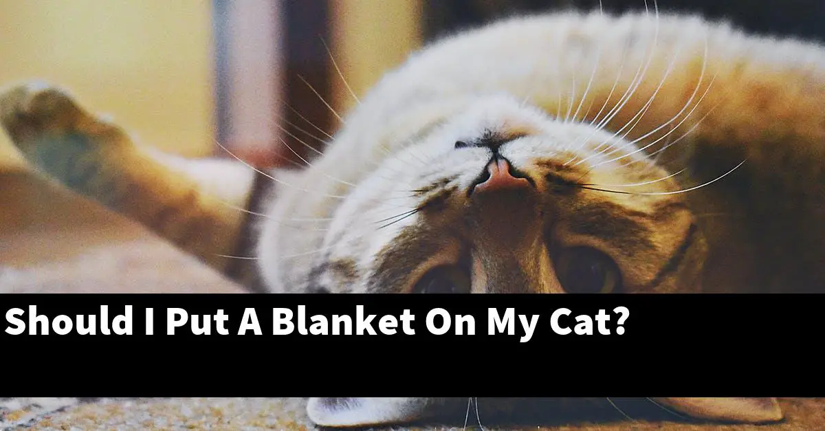 Should I Put A Blanket On My Cat?