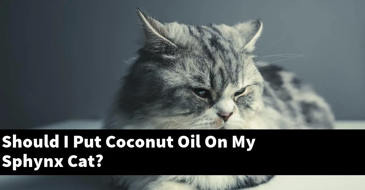 Should I Put Coconut Oil On My Sphynx Cat?
