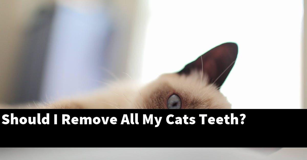 Should I Remove All My Cats Teeth?