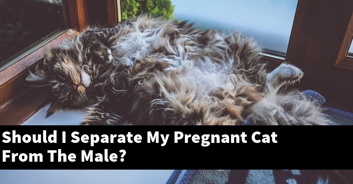 Should I Separate My Pregnant Cat From The Male?
