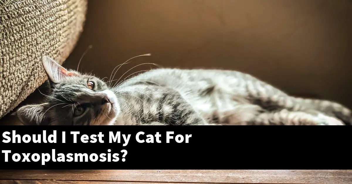 Should I Test My Cat For Toxoplasmosis?