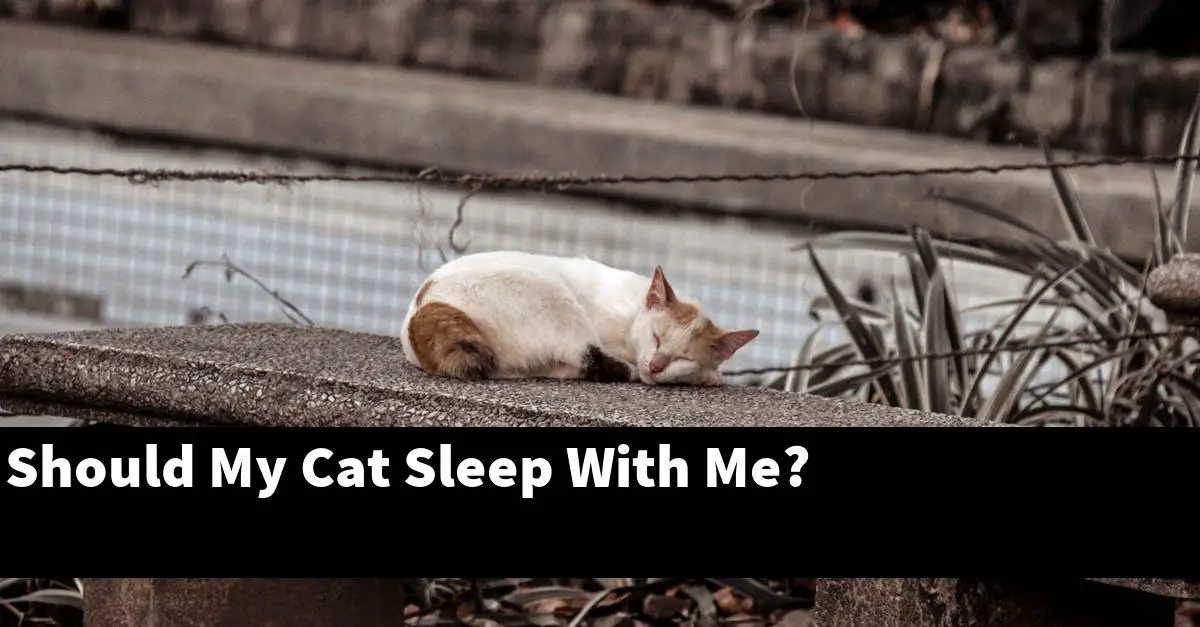 Should My Cat Sleep With Me?