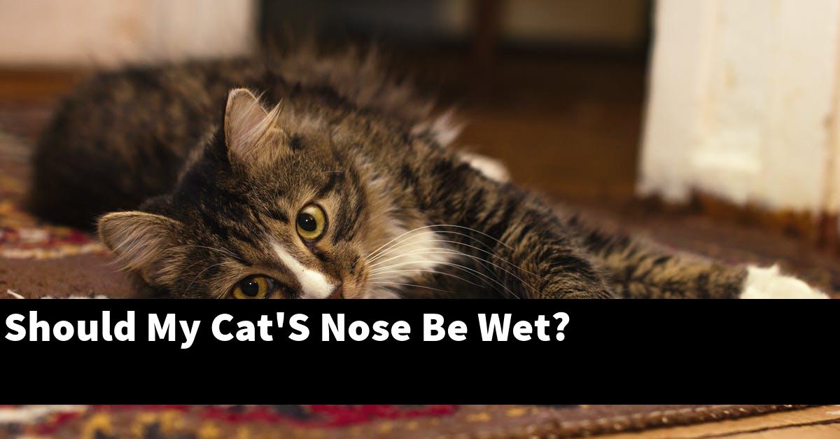 Should My Cat'S Nose Be Wet?